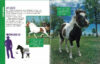 The Horse Encyclopedia for Kids