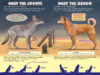 Who Would Win?® Monstrous Mammals 