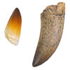 Prehistoric Face-Off! with Teeth