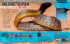 Snakes Rule! with Replica Skull