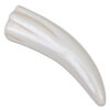 Reptiles Are Awesome with Alligator Tooth