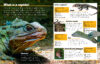 Reptiles Are Awesome with Alligator Tooth