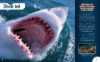 Dive Into Sharks with Shark Teeth