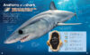 Dive Into Sharks with Shark Teeth