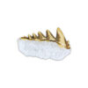 Dive Into Sharks with Shark Teeth