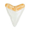 Dive Into Sharks with Shark Teeth