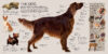 Dogs: A Visual Catalog of More Than 100 Breeds