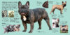 Dogs: A Visual Catalog of More Than 100 Breeds