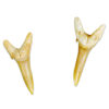 Greatest of All Time: Sharks with Shark Teeth