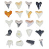 Ultimate Shark Collection