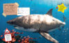 Ultimate Shark Collection