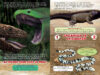 ¿Quién ganará? La pelea finale de reptiles (Who Would Win?® Ultimate Reptile Rumble)