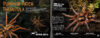 Tarantulas! And Other Spiders with Model