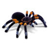 Tarantulas! And Other Spiders with Model