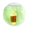 So Weird! Amazing Animals with Isopod in Slime