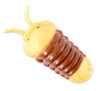 So Weird! Amazing Animals with Isopod in Slime