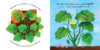 Pumpkin and Acorn Life Cycle Pack
