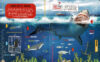 Fact Explorer: Sharks