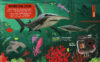 Fact Explorer: Sharks