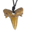 The Book of Sharks with Shark-Tooth Necklace