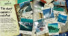 The Book of Sharks with Shark-Tooth Necklace
