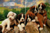 World's Cutest Dogs & Puppies in 3D