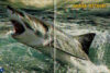 Sharks in Eye-Popping 3D! Book with 3D Glasses