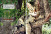 World’s Cutest Cats & Kittens