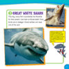 The Sharkies: Amazing Animal Awards!