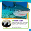 The Sharkies: Amazing Animal Awards!