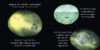 Earth Day Picture Book Pack