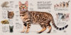 Cats: A Visual Catalog of More Than 50 Breeds