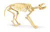 Wolves and Wild Dogs with Wolf Skeleton Model