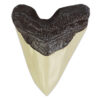 Sharks Are Awesome with Megalodon Tooth