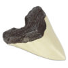 Sharks Are Awesome with Megalodon Tooth