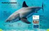 Sharks Are Awesome with Megalodon Tooth