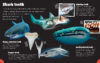 Sharks Are Awesome with Megalodon Tooth