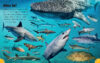 Sharks Are Awesome with Megalodon Tooth