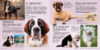 Dogs and Puppies with Necklace