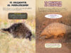 &iquest;Qui&eacute;n ganar&aacute;? Puercoesp&iacute;n vs. Pangol&iacute;n (Who Would Win?&reg; Porcupine vs. Pangolin)