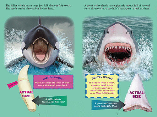 Who Would Win Killer Whale vs. Great White Shark by Jerry