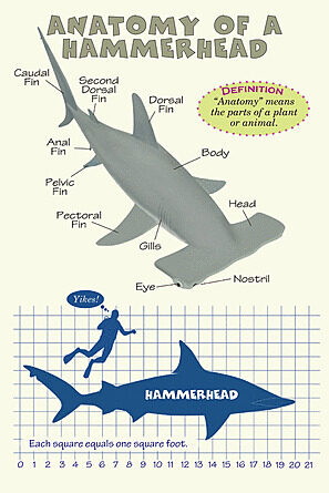 Who Would Win?: Hammerhead vs. Bull Shark