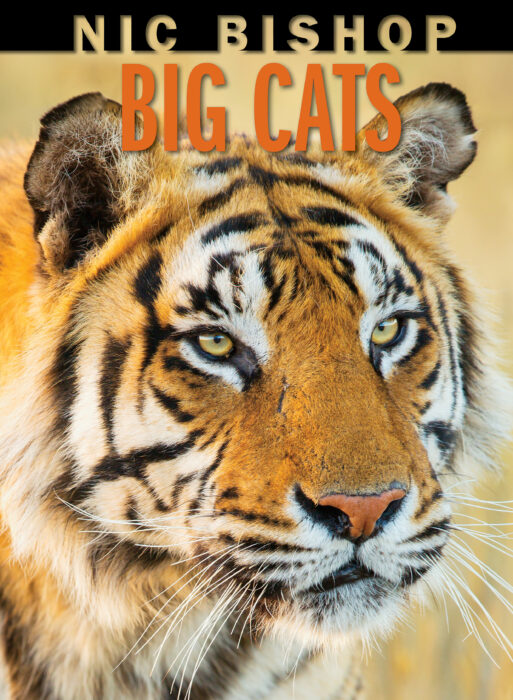 Nic Bishop Big Cats By Nic Bishop Hardcover Book The Parent Store