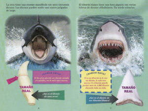 tiburon ballena vs gran blanco