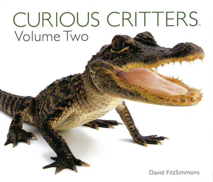 Curious Critters Backyard Animals By David Fitzsimmons