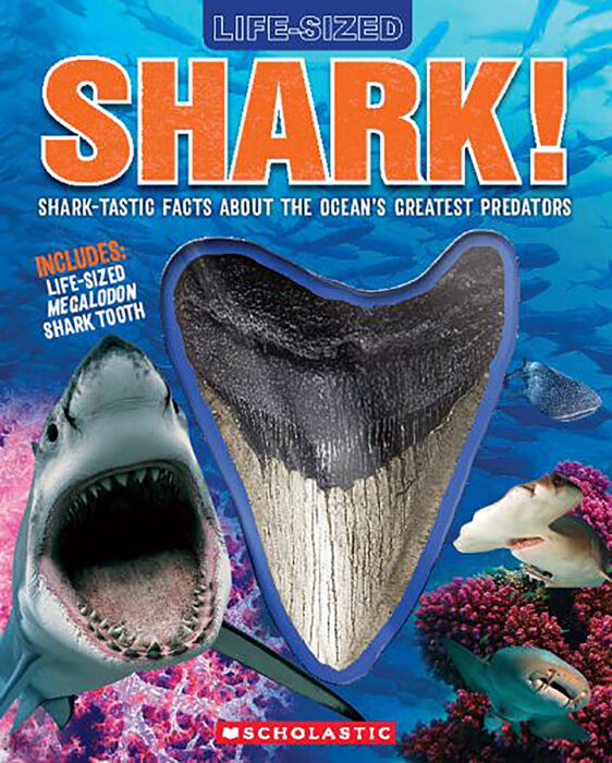 best place to buy megalodon teeth