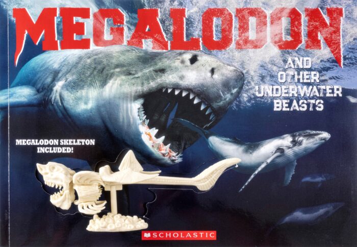 real megalodon skeleton