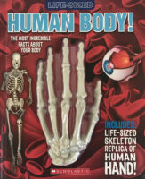 Life-Sized: Human Body! (with Life-Sized Replica Skeleton Hand!)