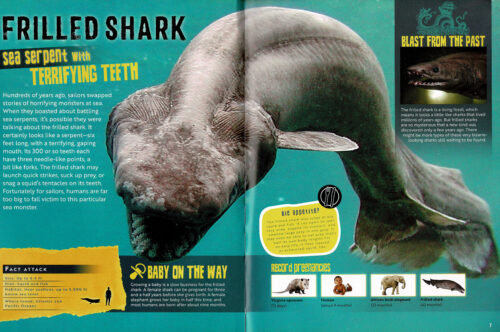 Sharks Rule! (with tooth!)