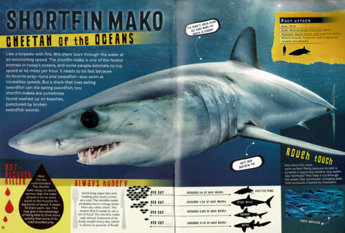 Sharks (Usborne Lift-the-Flap Learners) - Clarke, Phil: 9780794511098 -  AbeBooks